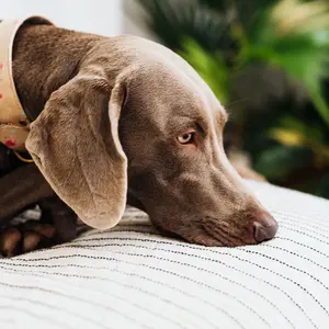 dog resting his nose on his paws