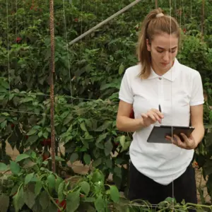 Woman with iPad inspecting crops, representing regenerative business 