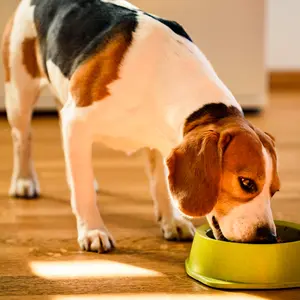 Dog eating out of food dish