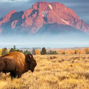 A lone bison stands in a yellow field, with a misty mountain in the background