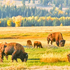Bison grazing on open plains