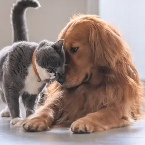 dog and cat friends