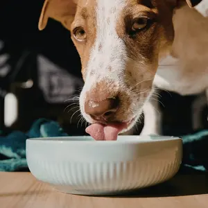 dog eating out of food dish