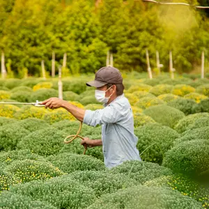 Farmers sprays pesticides on crops