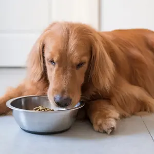 golden retriever dog eating out of food dish