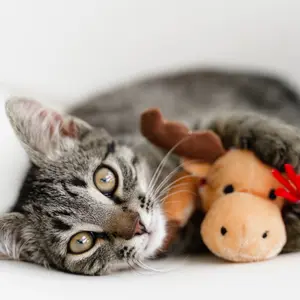 grey kitten playing with holiday moose plush toy